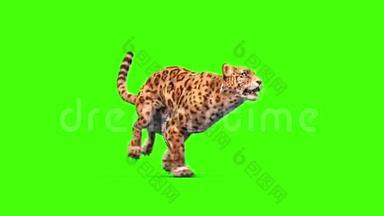 捷豹猫草环保屏幕动物3D渲染动画